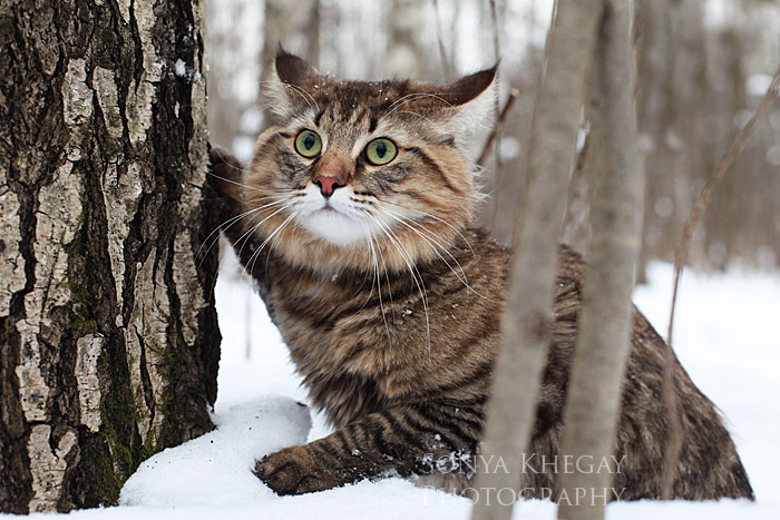 норвежский лесной кот Fridtjof